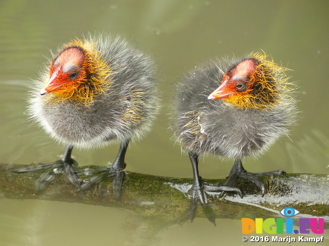 FZ030259 Coot chicks standing on branch (Fulica atra)